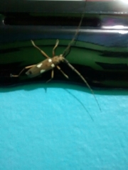 Eburia