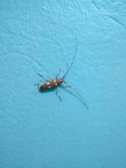 Eburia