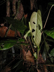 Anthurium microspadix