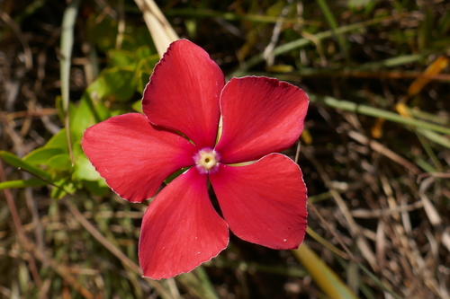 How to identify Catharanthus ovalis Markgr.