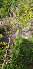 Vachellia choriophylla