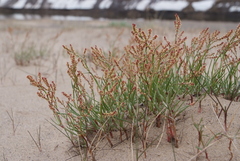 Rumex graminifolius