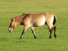 Equus ferus przewalskii