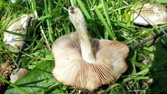 Entoloma clypeatum