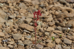 Rumex graminifolius