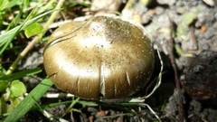 Entoloma clypeatum