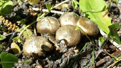 Entoloma clypeatum