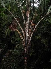 Astrocaryum mexicanum