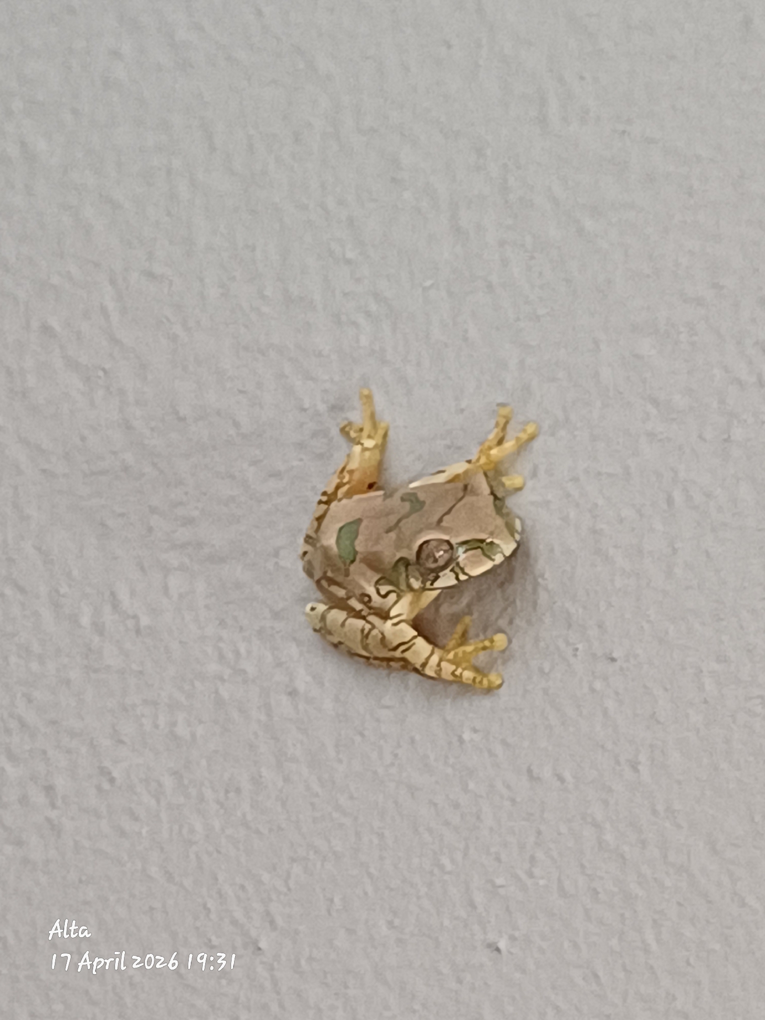 Leptopelis natalensis (Smith, 1849)