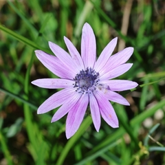 Anemone hortensis, photograph (c) Daniel Ghyselinck, some rights reserved (CC BY)