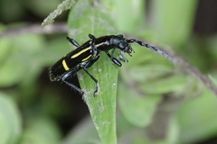 Platyarthron semivittatum