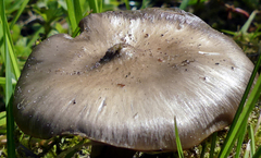 Entoloma clypeatum