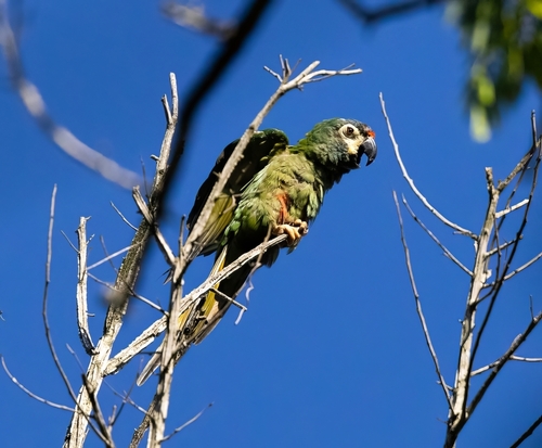 Blue-winged Macaw