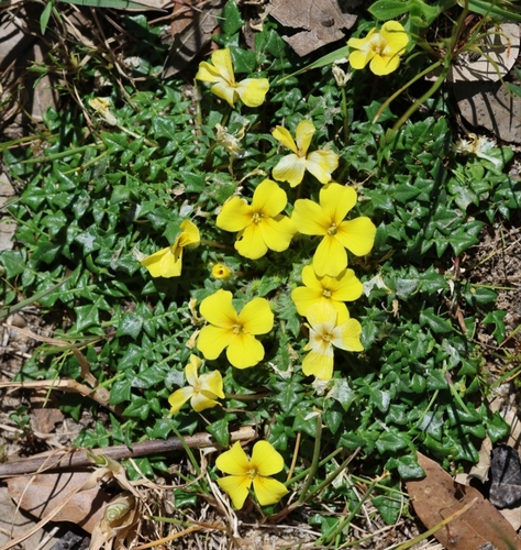 Morisia monanthos