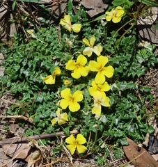 Morisia monanthos