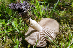 Entoloma clypeatum