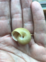 Helminthoglypta petricola