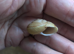 Helminthoglypta petricola