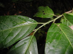 Calatola costaricensis