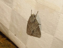 Acronicta radcliffei