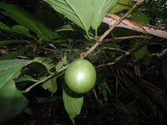 Calatola costaricensis