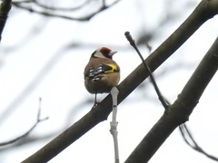 Carduelis carduelis