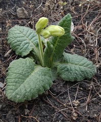 Primula cordifolia