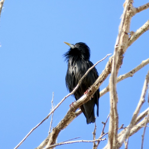 Avistamiento Estornino Negro