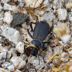 Cryptoglossa muricata