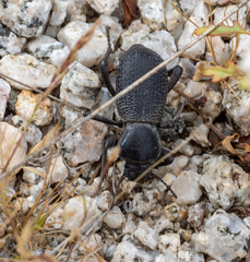 Cryptoglossa muricata