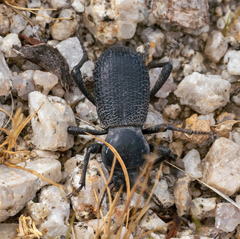 Cryptoglossa muricata