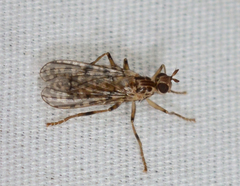 Boreothrinax maculipennis