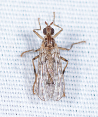 Boreothrinax maculipennis