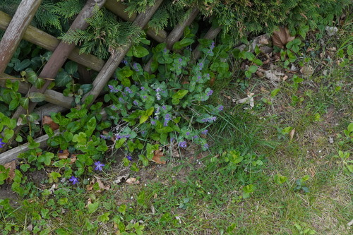 Nepeta racemosa
