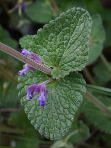 Nepeta racemosa