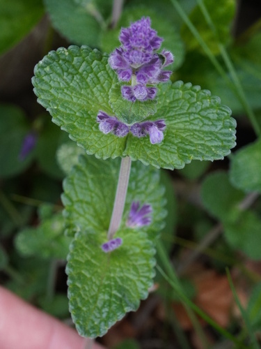 Nepeta racemosa