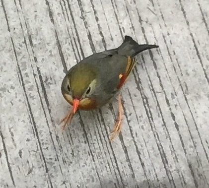 Red-billed Leiothrix