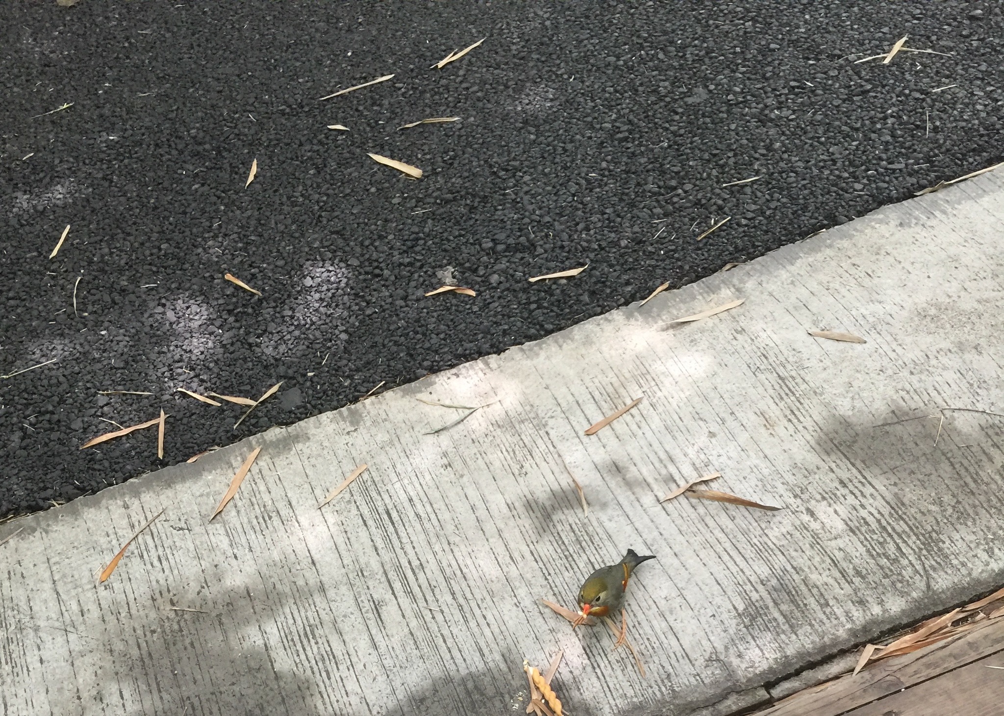 Red-billed Leiothrix