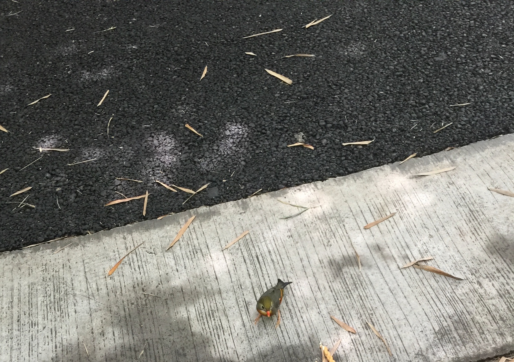 Red-billed Leiothrix