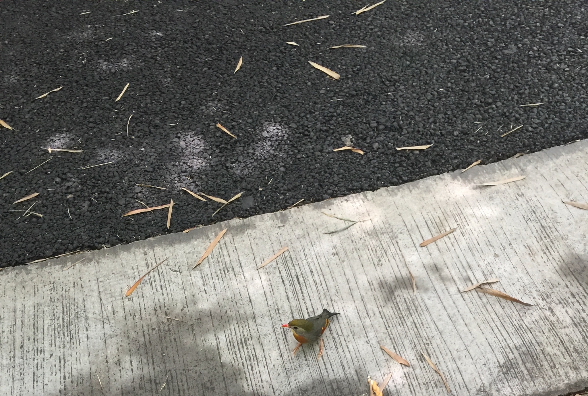 Red-billed Leiothrix