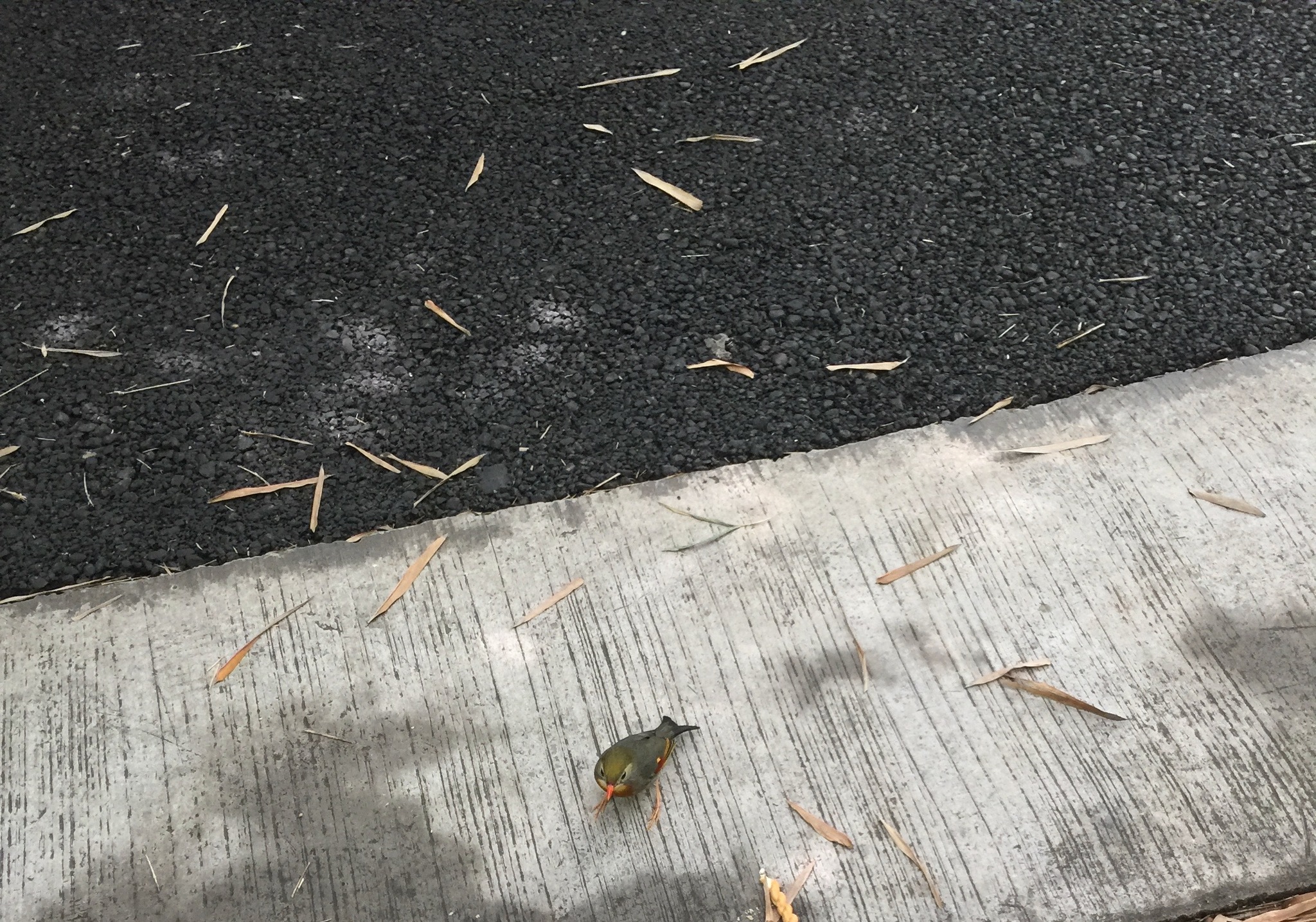 Red-billed Leiothrix