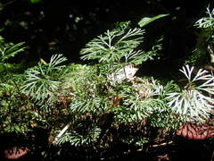 Elaphoglossum peltatum