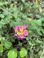 Lantana