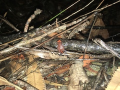 Pseudophryne australis