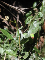 Ternstroemia tepezapote