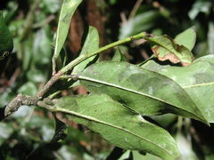 Ternstroemia tepezapote