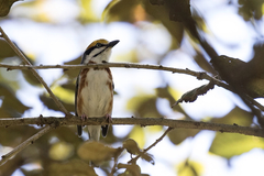 Vireolanius melitophrys