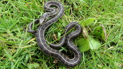 Thamnophis scalaris