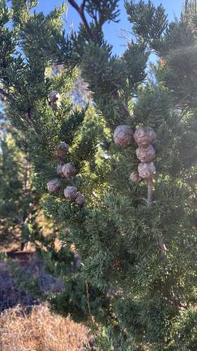 Cupressus guadalupensis observed 2026-04-22