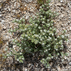 Johnstonella